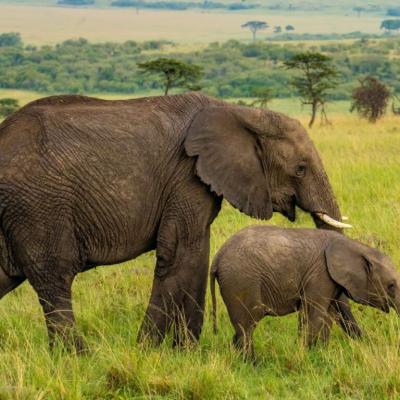 15 Elephants Die from Suspected Cyanide Poisoning in Kenya’s Amboseli