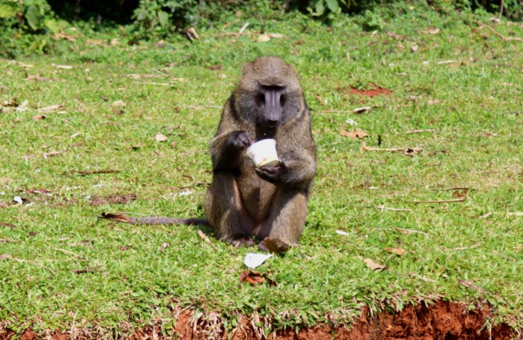Why Malava's roadside Baboons could trigger Kenya's next public health threat