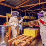 Where honeybees hum is sweet music for women