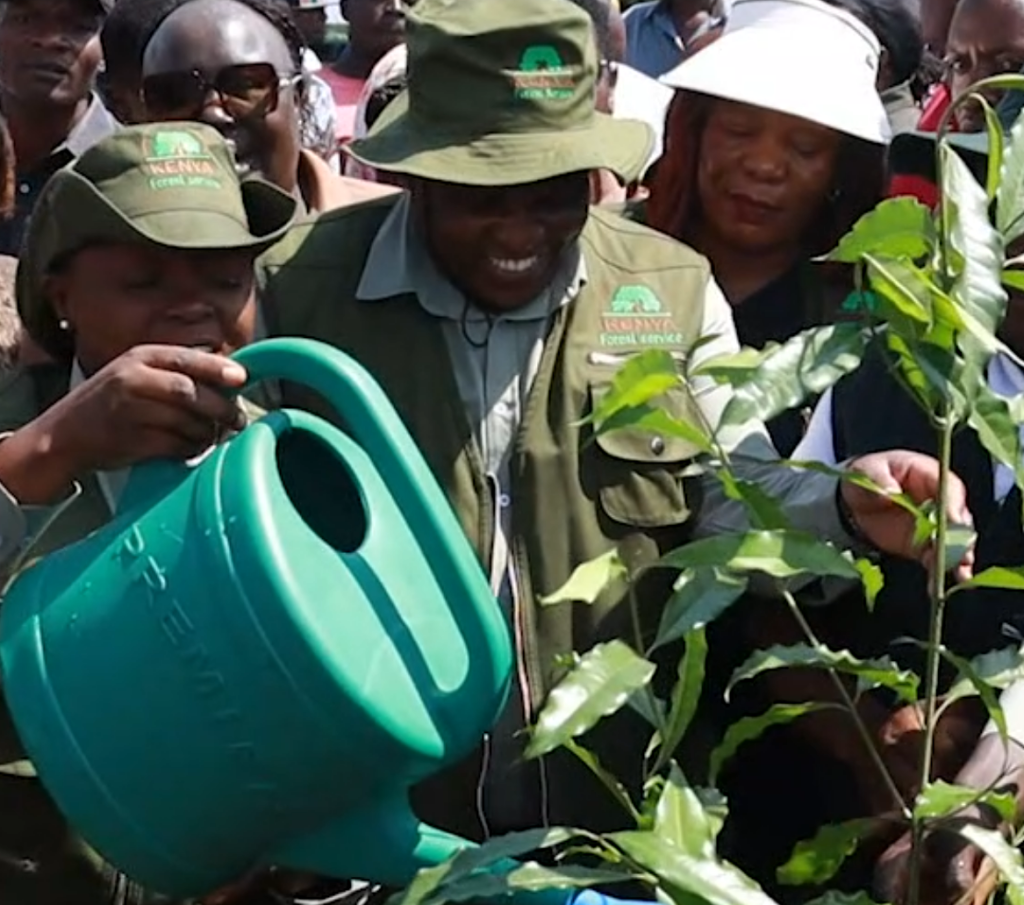 Kenya’s Only Rainforest at the Heart of a Climate Reckoning on World Rainforest Day